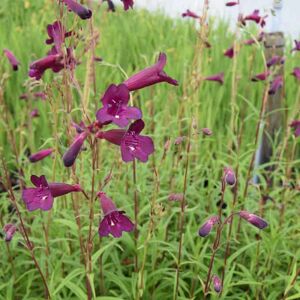 Penstemon 'Blackbird' (Bird Series) ---